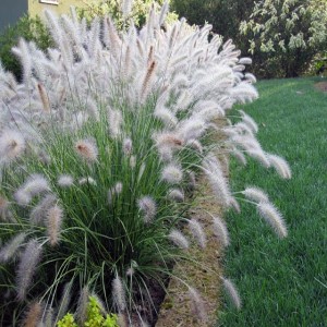 Rozplenica Pennisetum Hameln 1szt