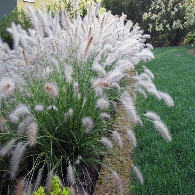 Rozplenica Pennisetum Hameln 1szt