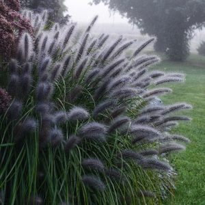 Rozplenica Pennisetum Black Beauty 1szt