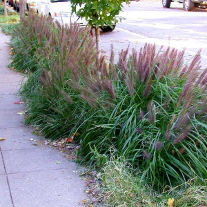 Rozplenica Pennisetum Red 1szt