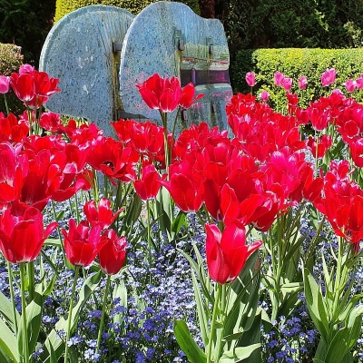 Tulipan bukietowy Fiery Club 5szt