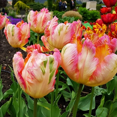 Tulipan papuzi Apricot Parrot 5szt