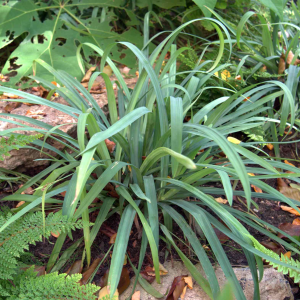 Turzyca Bunny Blue 1szt