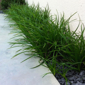 Turzyca Irish Green 1szt