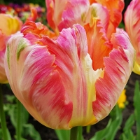 Tulipan Apricot Parrot