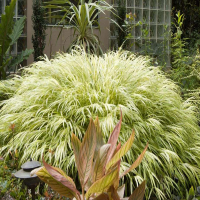 Hakonechloa smukła Albostrata.png