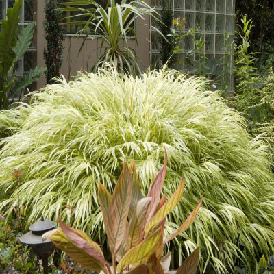 Hakonechloa smukła Albostrata 1szt