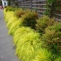 HAKONECHLOA macra All Gold.png