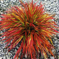 HAKONECHLOA macra Beni Kaze.png