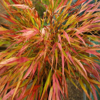 HAKONECHLOA macra Beni Kaze.png