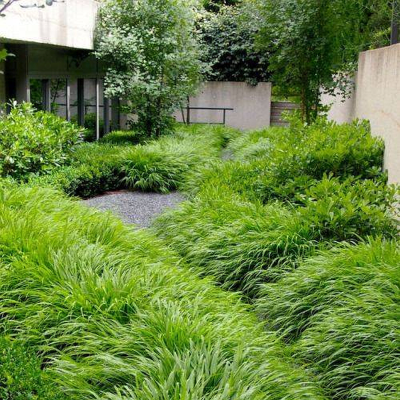 Hakonechloa smukła Macra 1szt