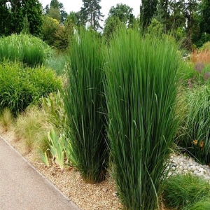 Paniqum Northwind 1szt