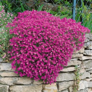 Żagwin ogrodowy Axcent Burgundy 1szt
