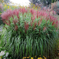 MISCANTHUS Rotfeder.png