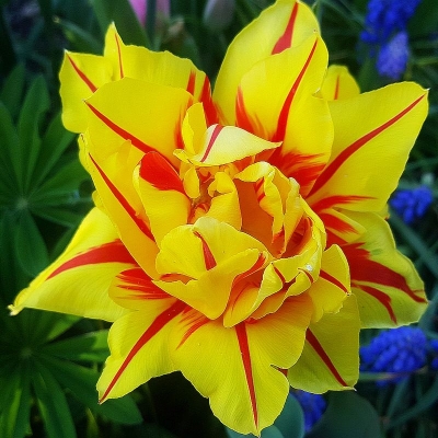 Tulipan pełny Monsella 5szt