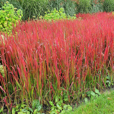 Imperata cylindriczna Red Baron 1szt