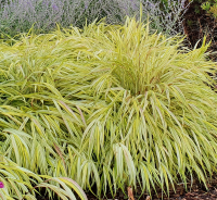 Hakonechloa smukła Albostrata.png
