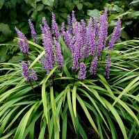 Liriope Muscari