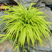 Hakonechloa smukła All Gold.png