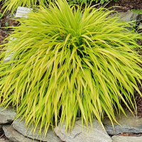 Hakonechloa smukła All Gold.png