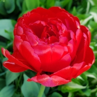Tulipan Miranda
