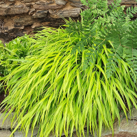Hakonechloa smukła All Gold.png