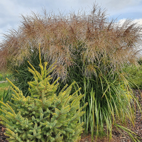 Miskant Gracilimus Graziella.png