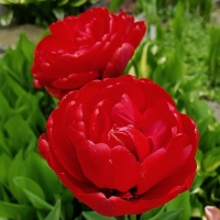Tulipan Miranda