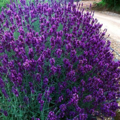 Lawenda Elegance Purple 1szt