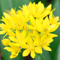Czosnek złocisny Allium Moly