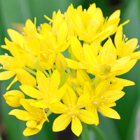 Czosnek złocisny Allium Moly