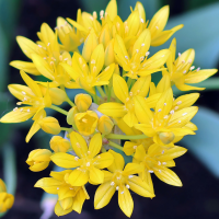 Czosnek złocisny Allium Moly