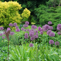 Czosnek Purple Sensation