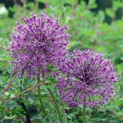 Czosnek Violet Beauty 5szt
