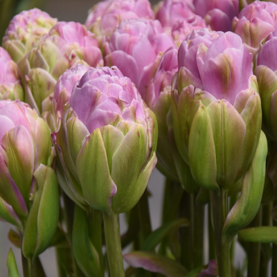Tulipan pełny Violet Prana 5szt