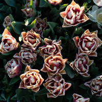 Tulipan Wyndham
