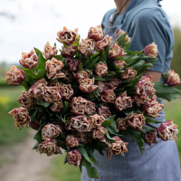 Tulipan Wyndham