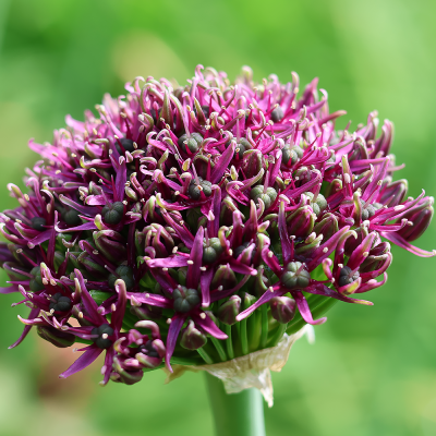 Czosnek Atropurpureum 5szt