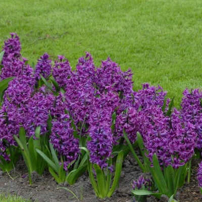 Hiacynt Purple Star 3szt