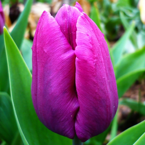 Tulipan Purple Pride.png