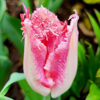 Tulipan Neglige