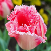 Tulipan Neglige