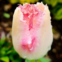 Tulipan Neglige