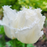 Tulipan Swan Wings