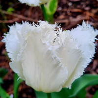 Tulipan Swan Wings