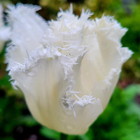 Tulipan Swan Wings