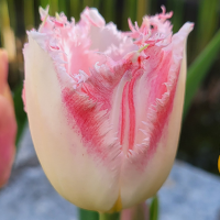 Tulipan Neglige