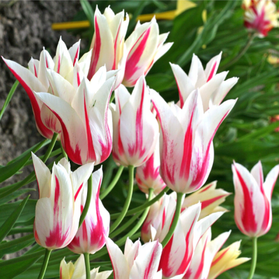 Tulipan liliokształtny Marylin 5szt