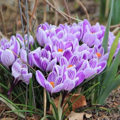 Krokus wielkokwiatowy King of The Striped 10szt