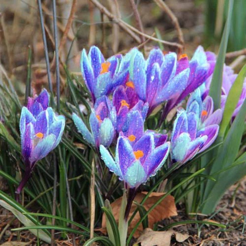 Krokus Queen of the Blues.jpg